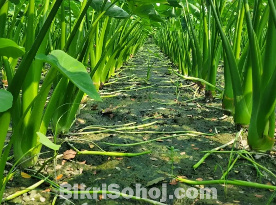 লতিকচু চারা